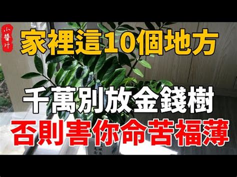 金錢樹風水2023|農曆新年2023｜除了富貴竹之外的4款盆栽擺設推介 開運招財家中 